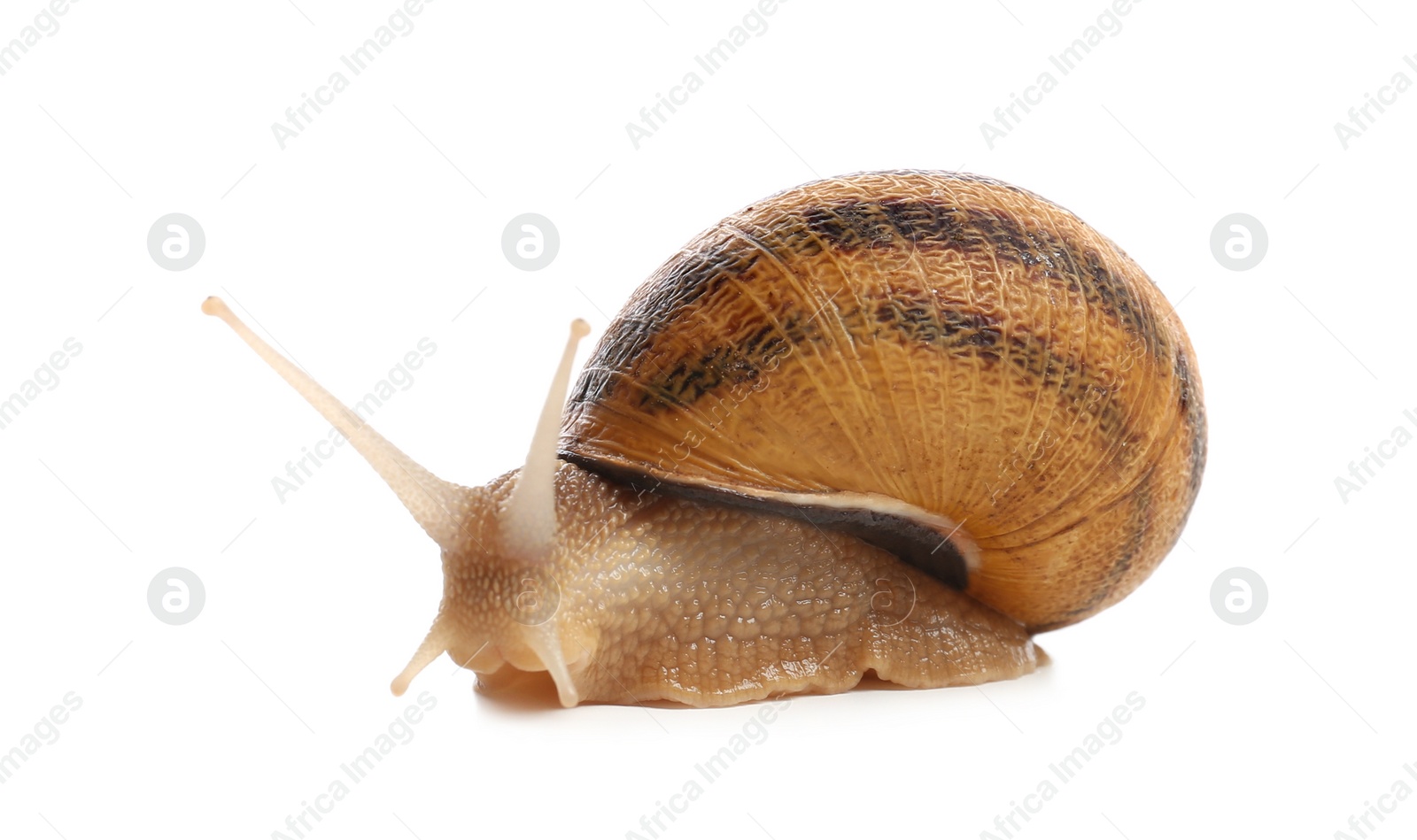 Photo of Common garden snail crawling on white background