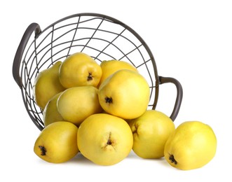 Basket with delicious fresh ripe quinces isolated on white