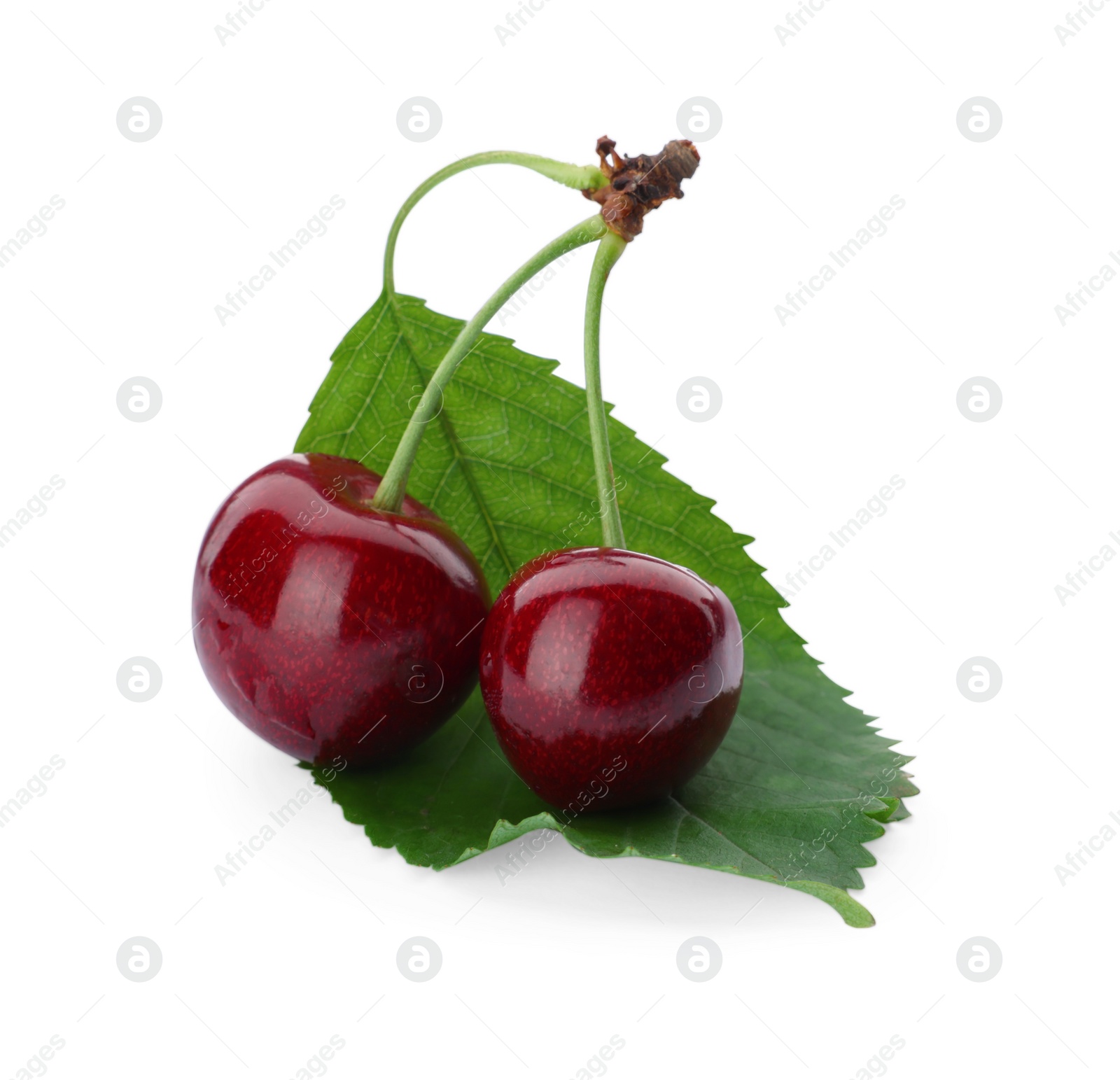 Photo of Ripe sweet cherries with green leaf isolated on white