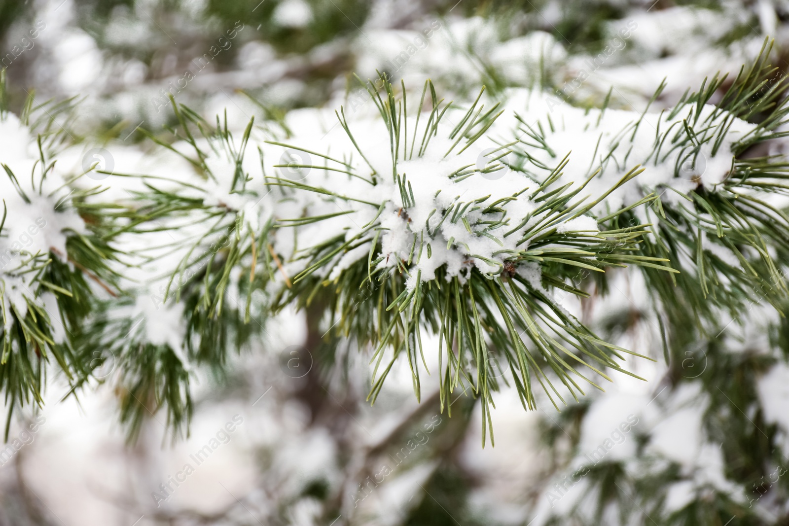 Photo of Coniferous branches covered with fresh snow, closeup