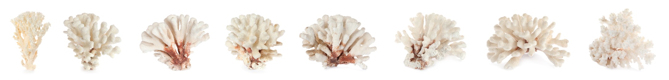 Image of Set with beautiful corals on white background. Banner design 