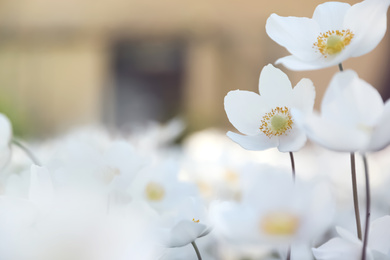 Beautiful blossoming Japanese anemone flowers outdoors on spring day