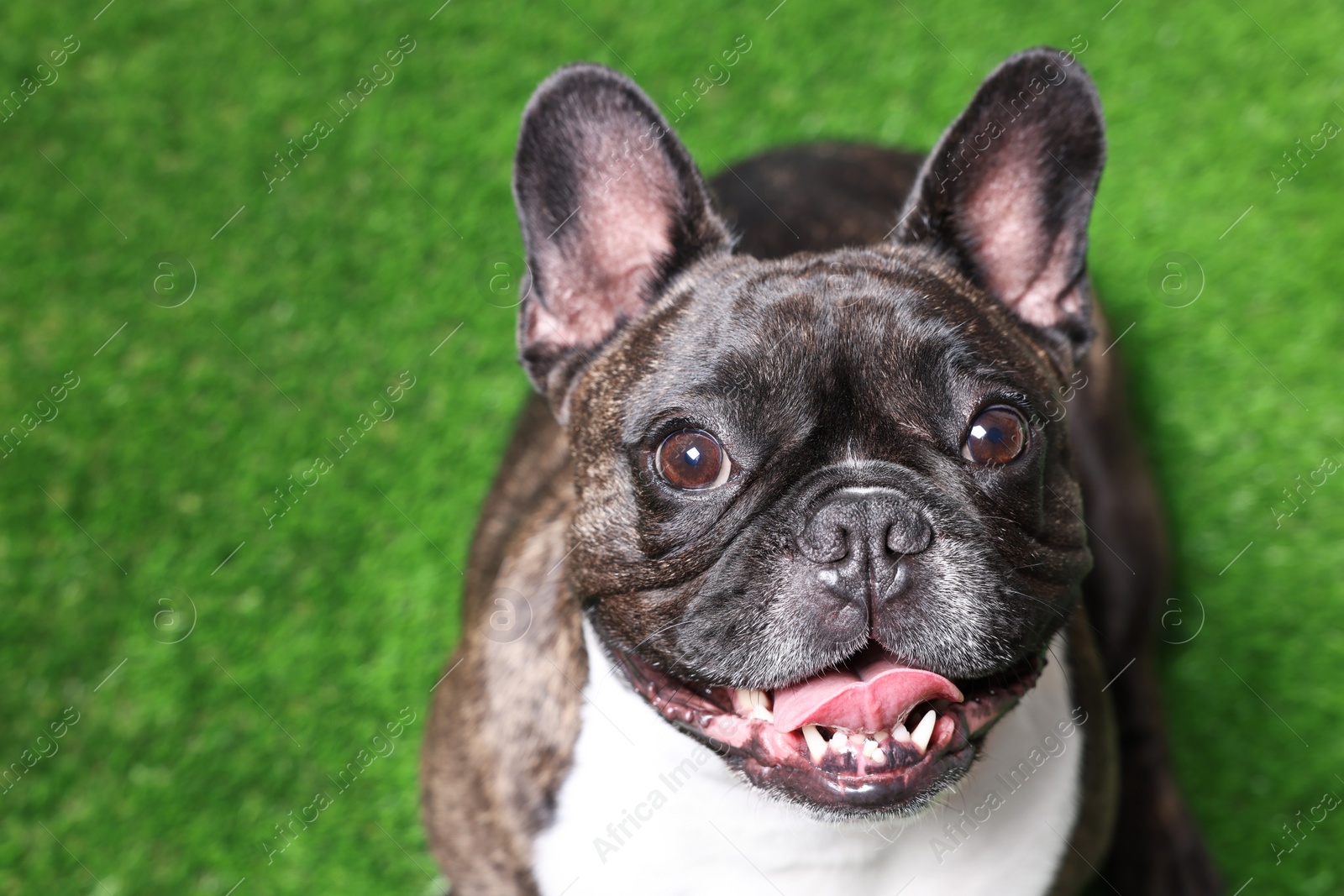 Photo of Adorable French Bulldog on green background. Lovely pet