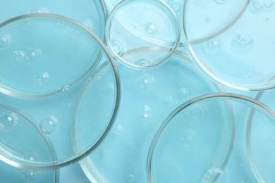 Petri dishes with liquid samples on light blue background, top view