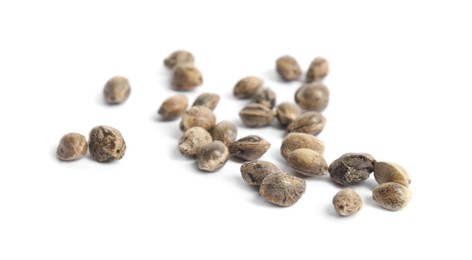 Photo of Raw organic hemp seeds on white background