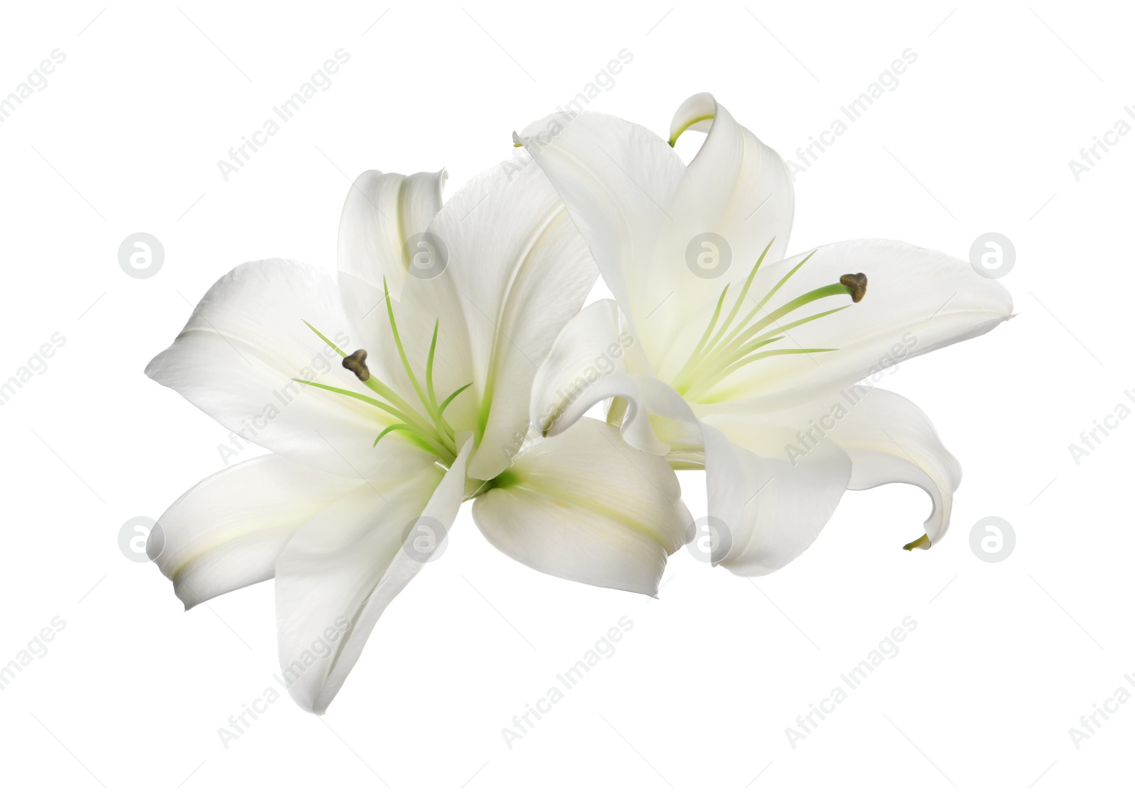 Photo of Beautiful fresh lily flowers isolated on white