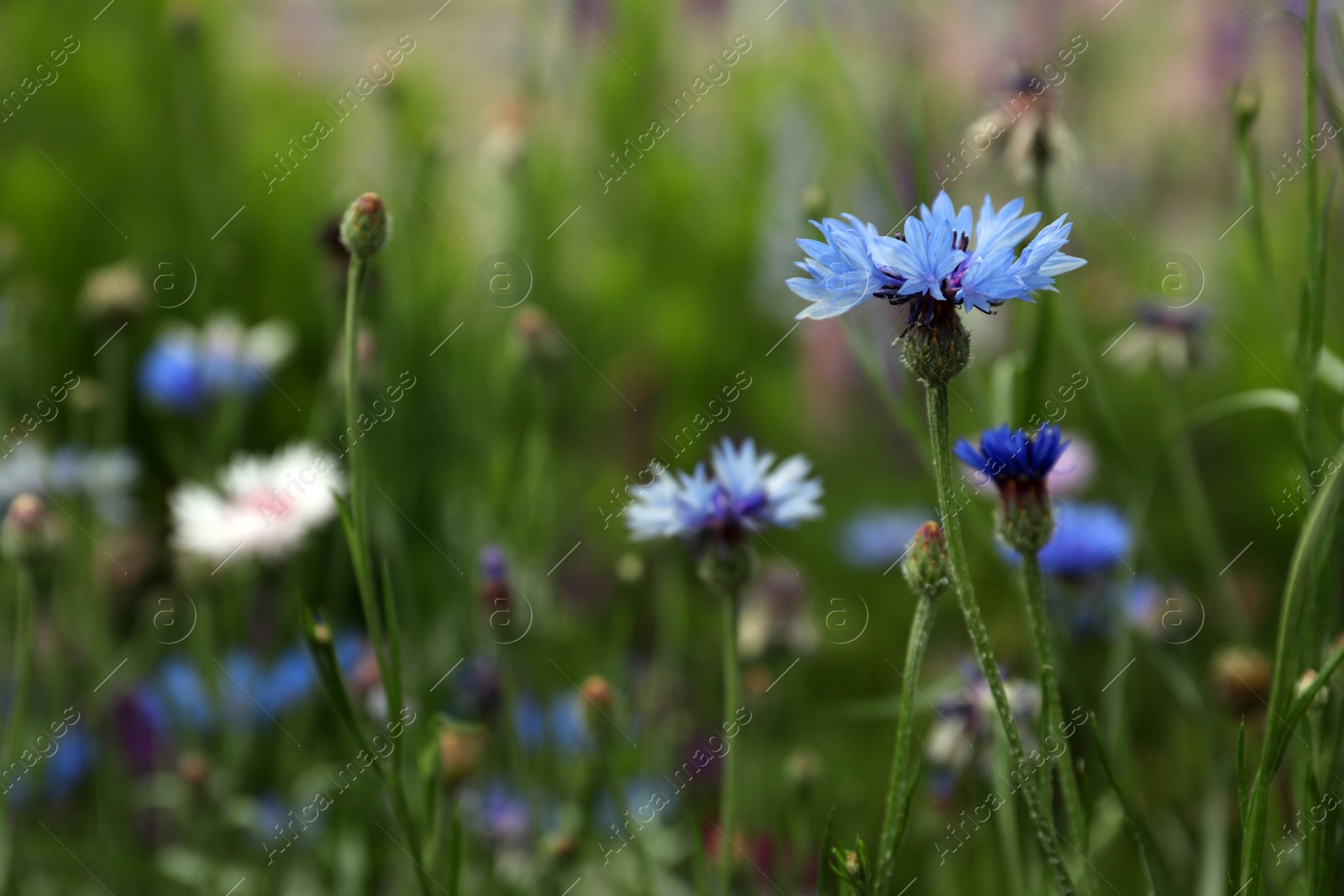 Photo of Beautiful blue cornflowers growing outdoors, closeup view