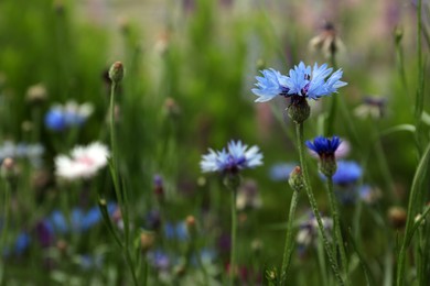 Photo of Beautiful blue cornflowers growing outdoors, closeup view