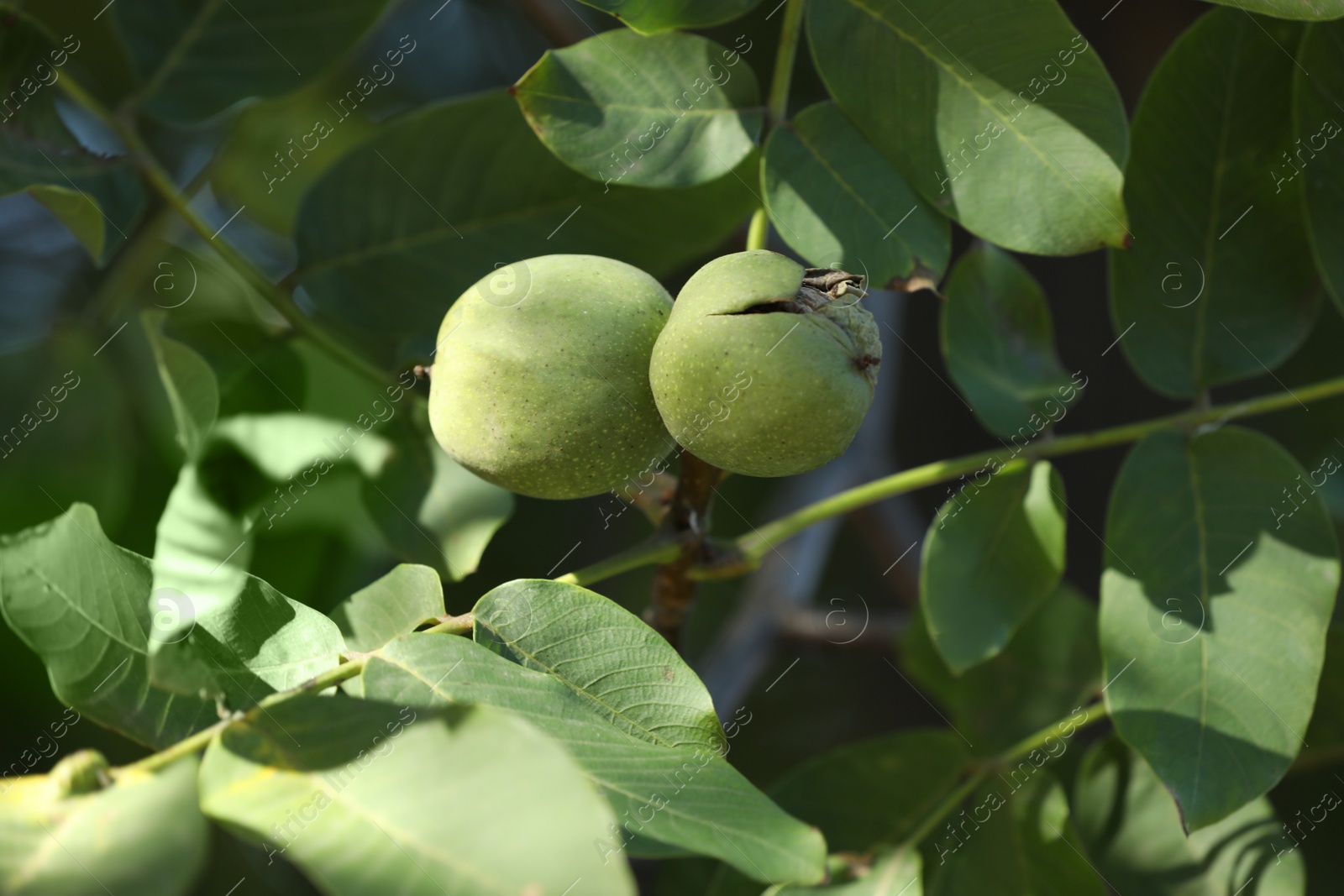 Photo of Ripe walnuts in husks growing on tree outdoors, closeup view