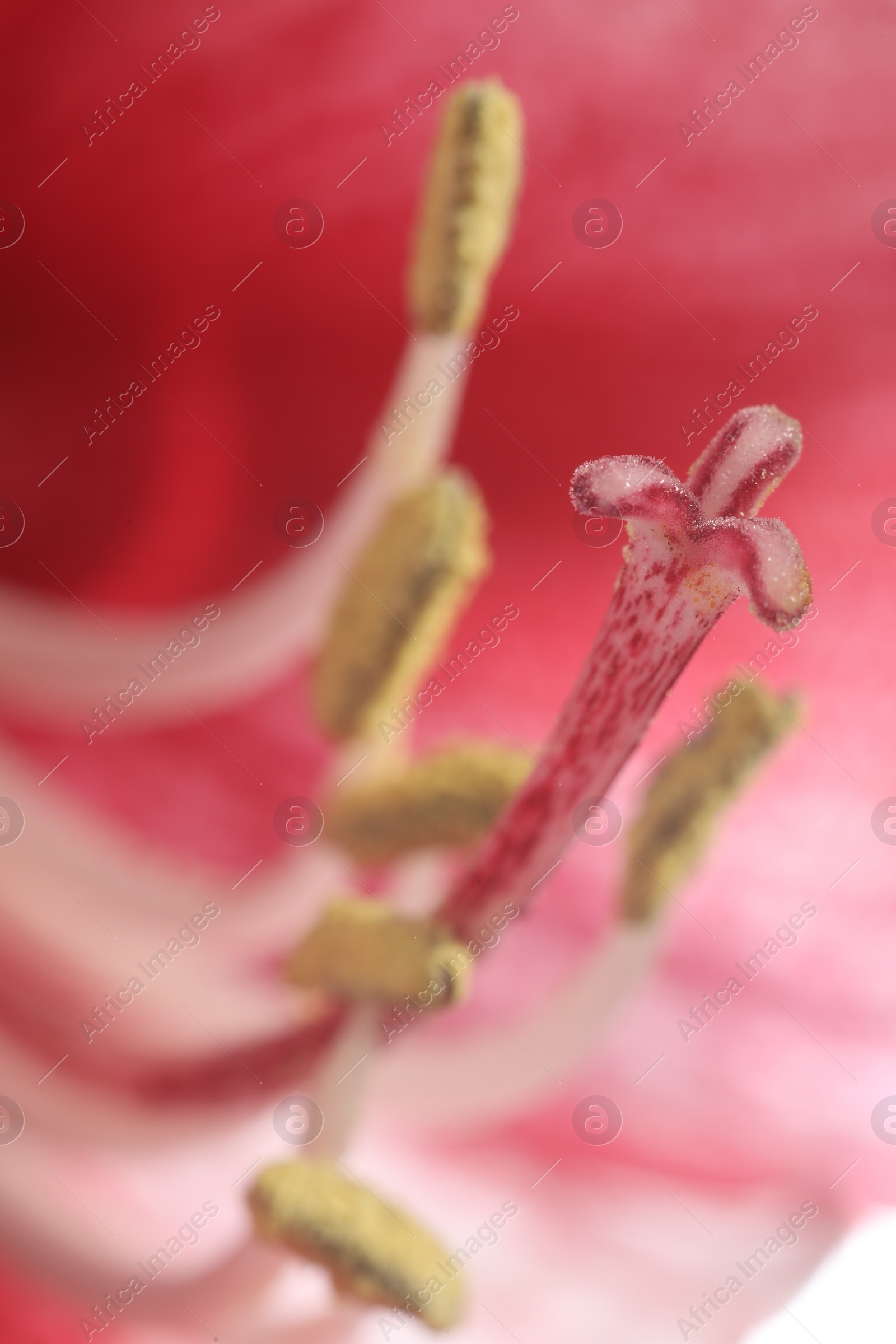 Photo of Beautiful red Amaryllis flower as background, macro view