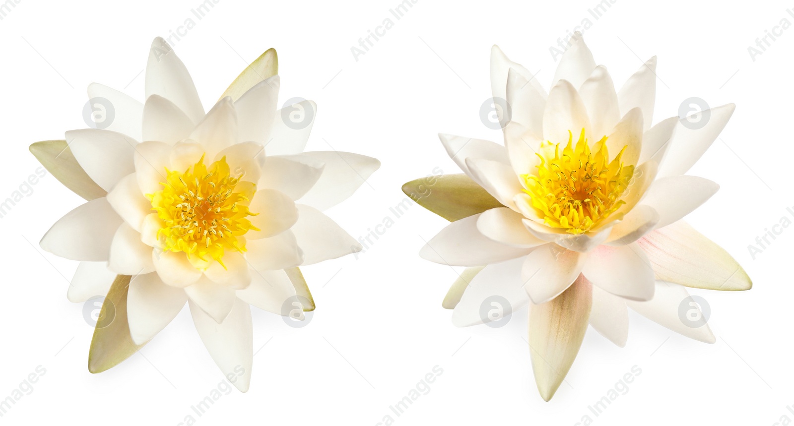 Image of Two beautiful lotus flowers isolated on white