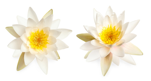 Two beautiful lotus flowers isolated on white