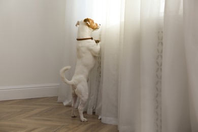 Photo of Cute Jack Russell Terrier near window indoors