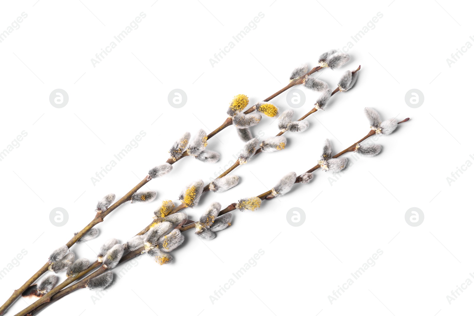 Photo of Beautiful blooming willow branches isolated on white