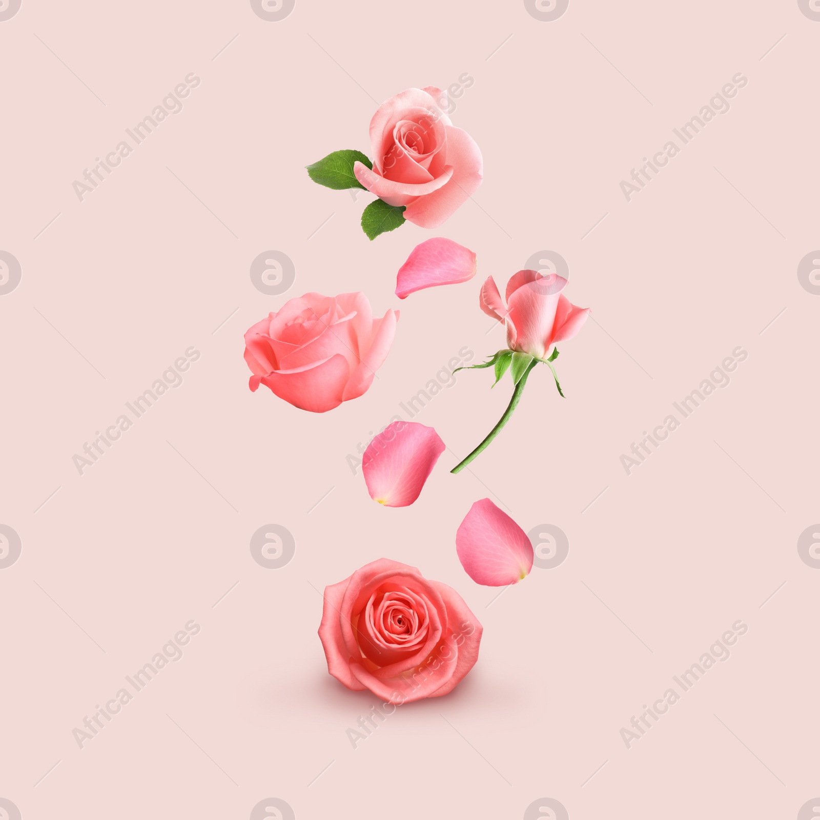 Image of Beautiful tender roses flying on pink background