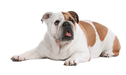 Photo of Adorable funny English bulldog on white background