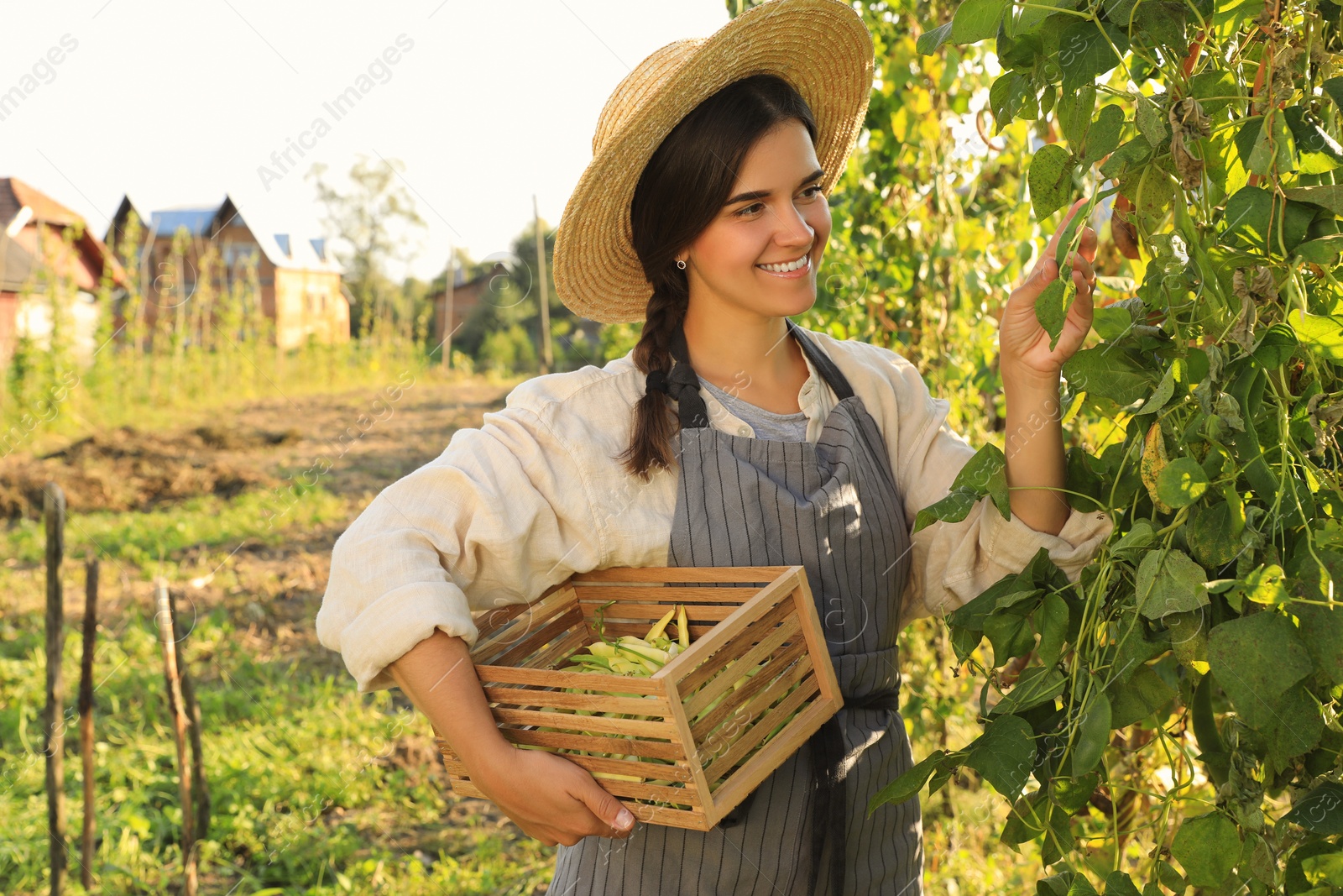 Photo of Young woman harvesting fresh green beans in garden