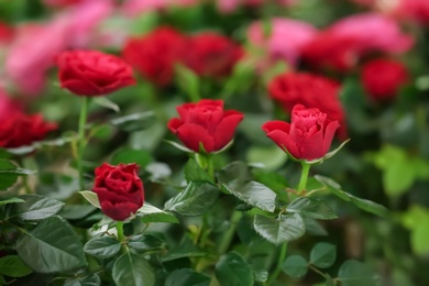 Beautiful blooming roses, closeup