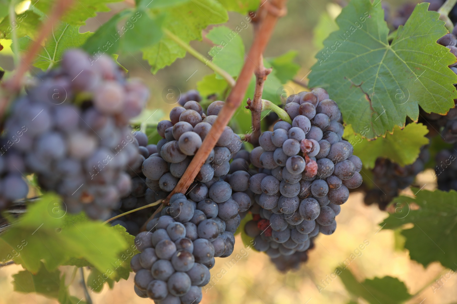 Photo of Delicious ripe grapes in vineyard. Harvest season