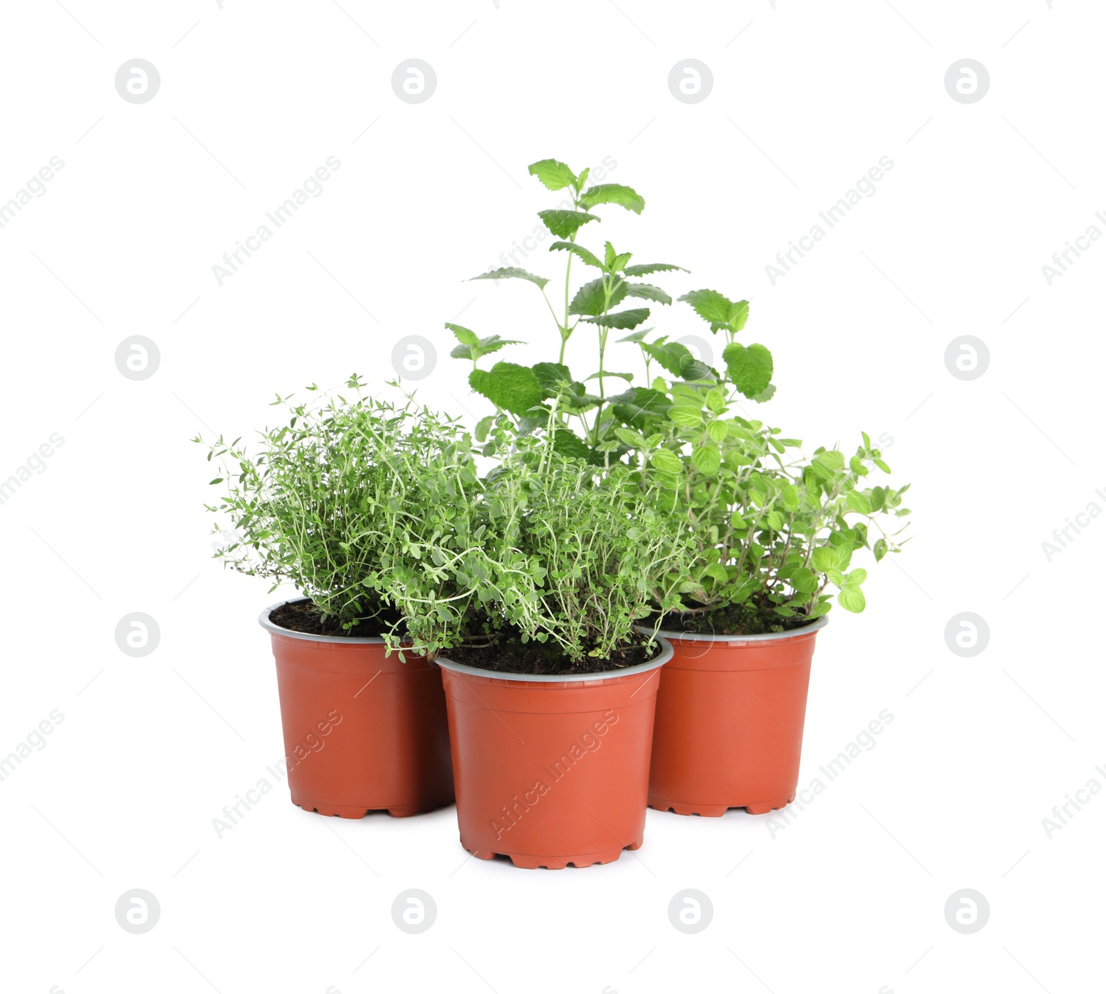 Photo of Different aromatic potted herbs on white background