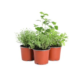 Different aromatic potted herbs on white background