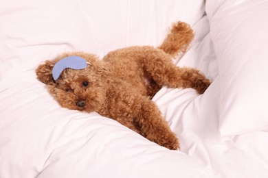 Photo of Cute Maltipoo dog with sleep mask resting on soft bed