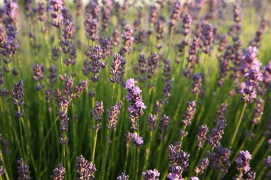 Photo of Beautiful blooming lavender growing in field, closeup