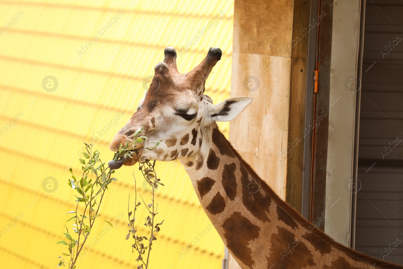 Photo of Beautiful Rothschild's giraffe in zoo. Exotic animal