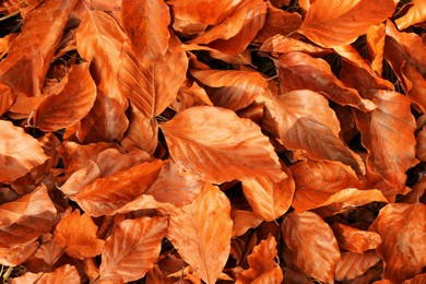 Image of Pile of fallen orange autumn leaves on ground, top view