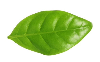 Photo of Fresh green coffee leaf isolated on white