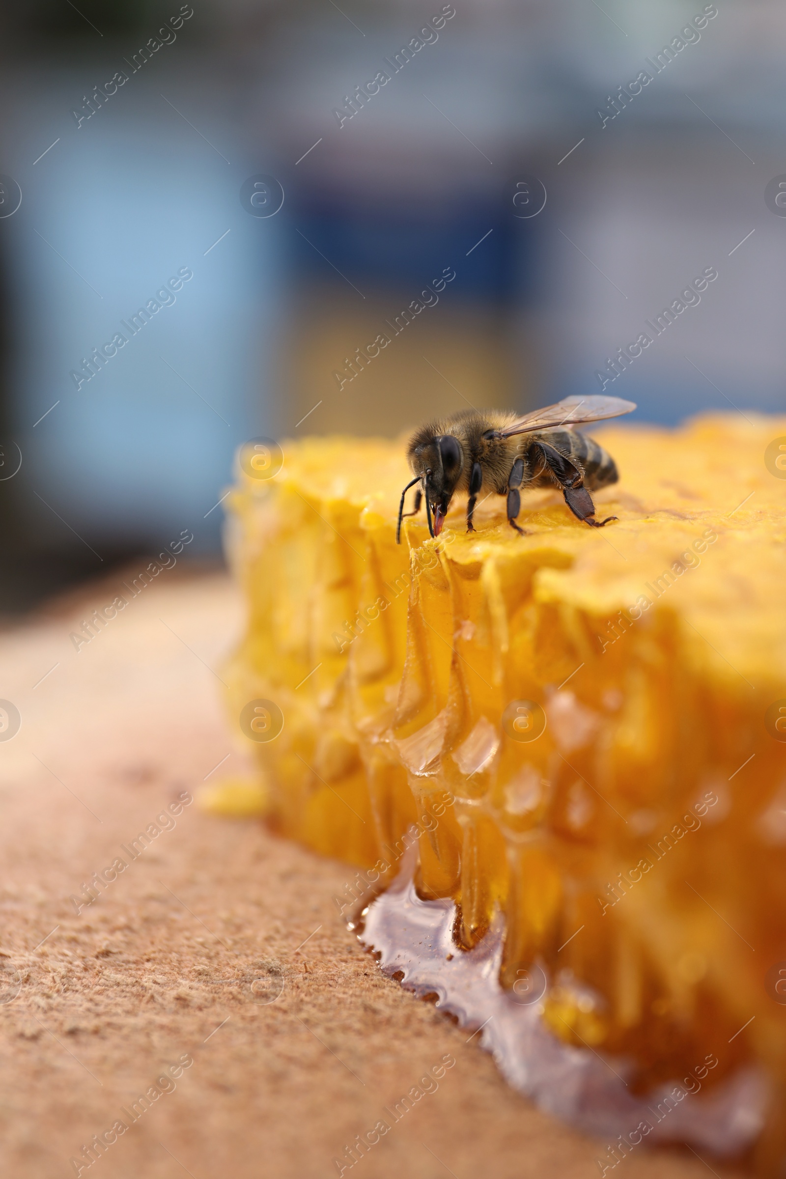 Photo of Piece of fresh honeycomb with bee on wood stump against blurred background, closeup