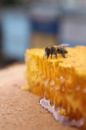 Piece of fresh honeycomb with bee on wood stump against blurred background, closeup