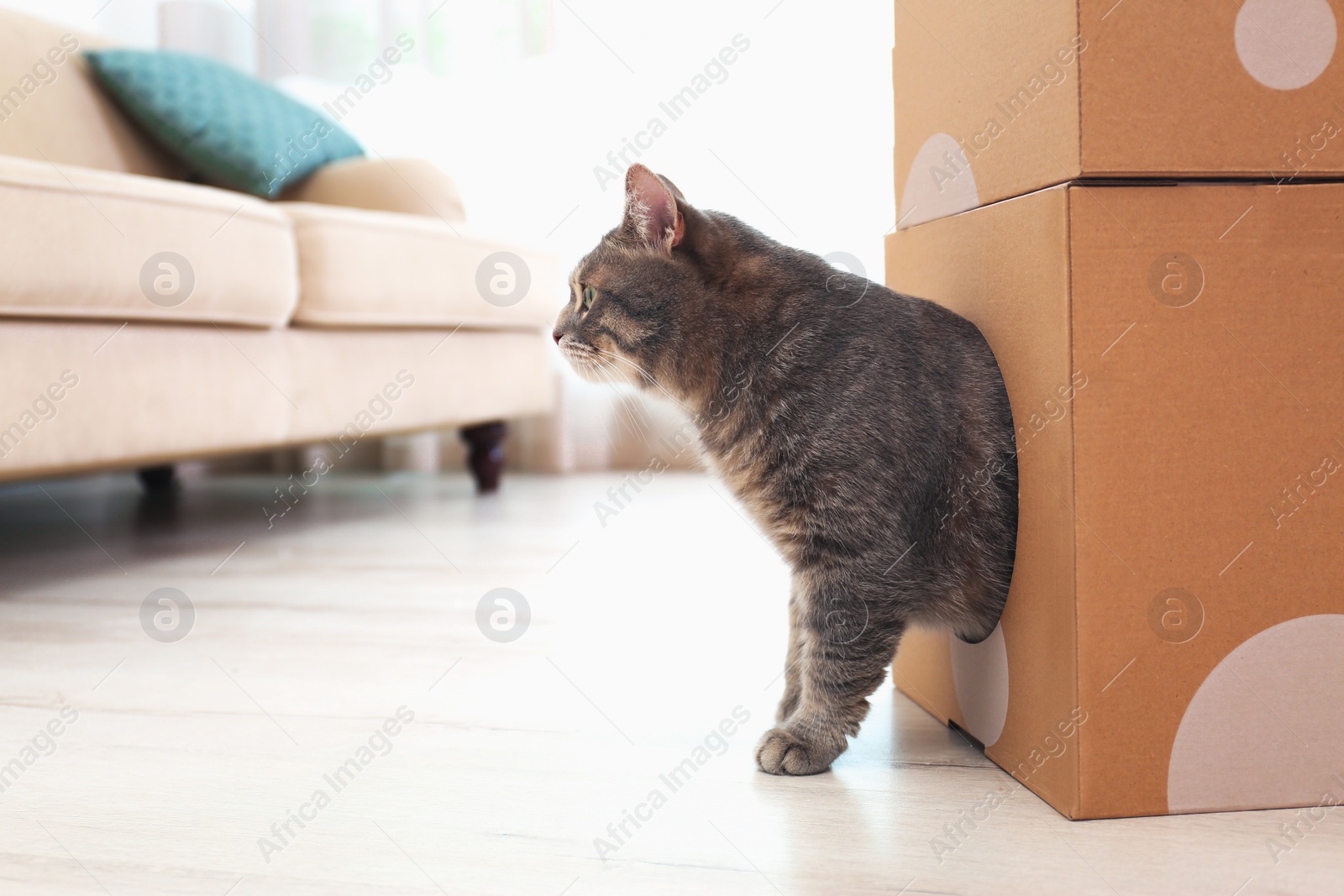 Photo of Cute gray tabby cat playing with cardboard box in room. Lovely pet