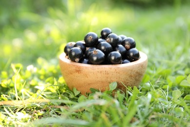 Ripe blackcurrants in bowl on green grass