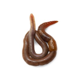 Photo of One earthworm isolated on white. Terrestrial invertebrates