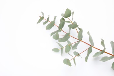 Photo of Eucalyptus branch with fresh leaves isolated on white, top view