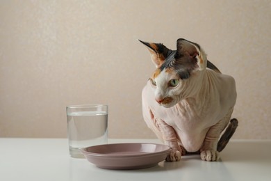 Photo of Beautiful Sphynx cat near plate on white table against beige background. Space for text