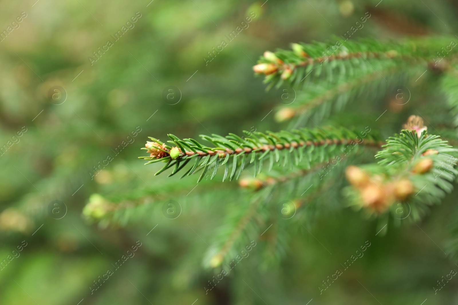 Photo of Green branches of beautiful conifer tree with small cones outdoors, closeup