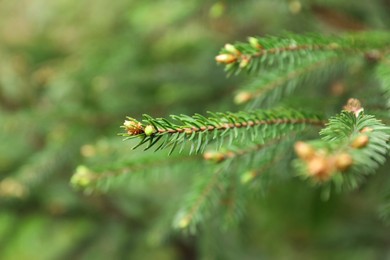 Photo of Green branches of beautiful conifer tree with small cones outdoors, closeup