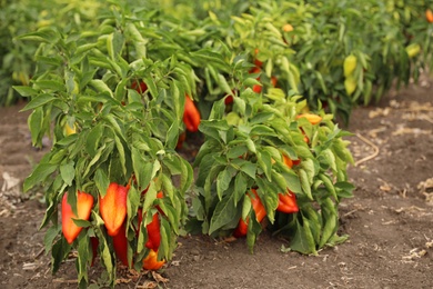 Photo of Bell pepper bushes in field. Harvesting time
