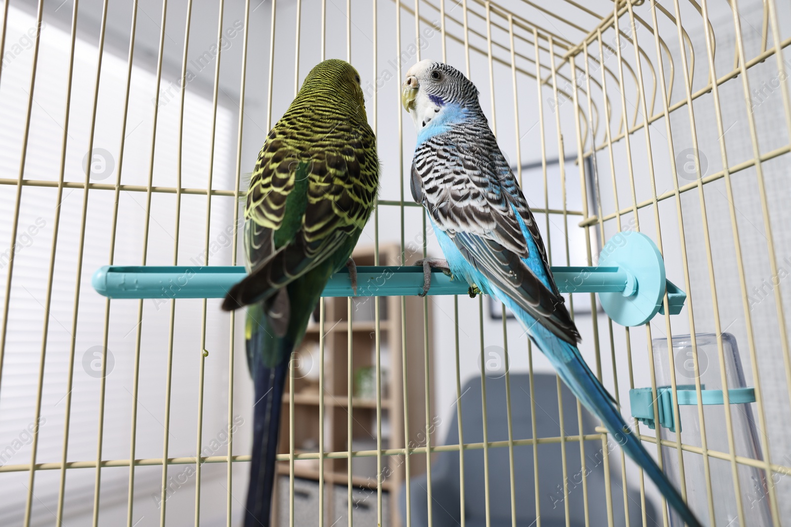 Photo of Beautiful bright parrots in cage indoors. Exotic pets