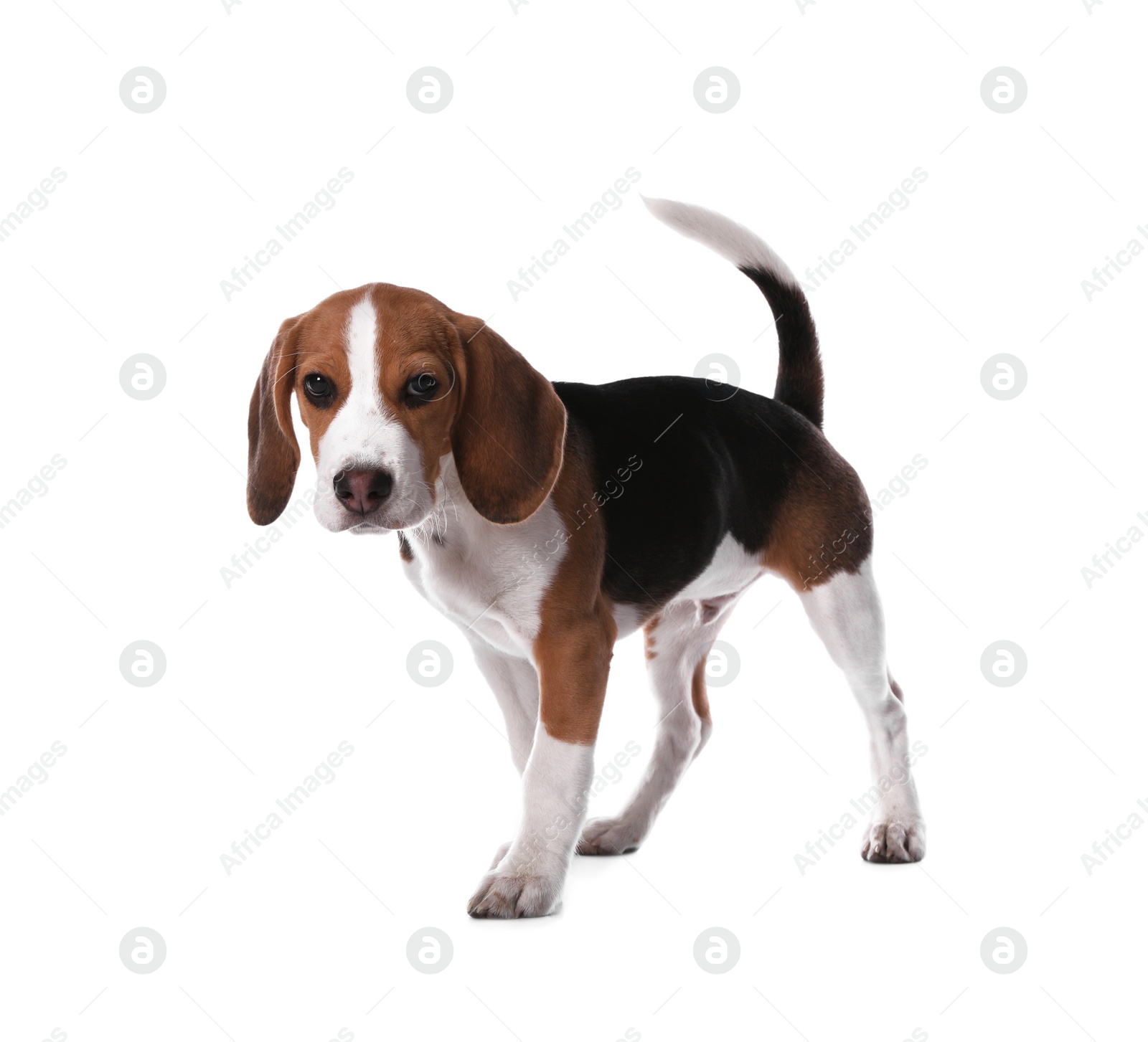 Photo of Cute Beagle puppy on white background. Adorable pet