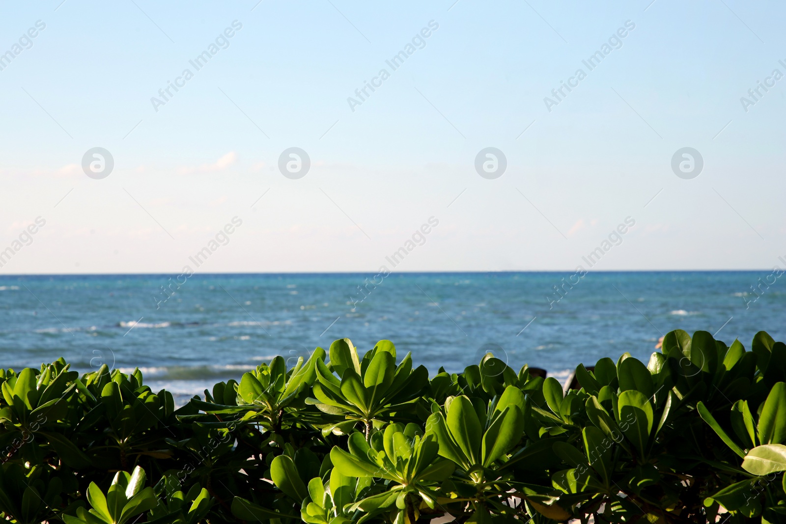 Photo of Beautiful green shrubs and palm tree on sea shore