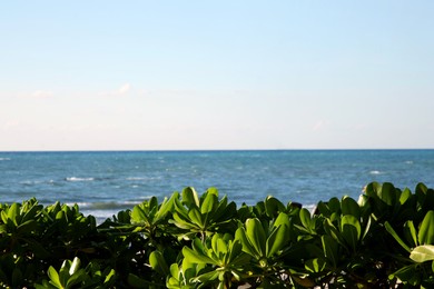 Photo of Beautiful green shrubs and palm tree on sea shore
