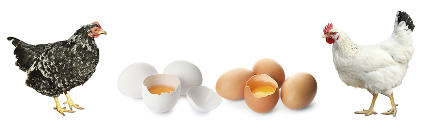 Image of Collage with chickens and eggs on white background. Banner design