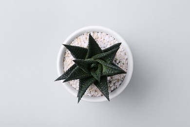 Photo of Beautiful succulent plant in pot on white background, top view