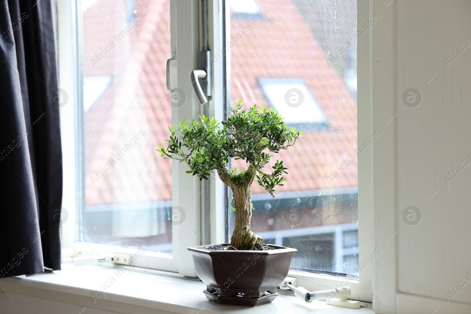 Photo of Beautiful bonsai tree in pot on windowsill indoors