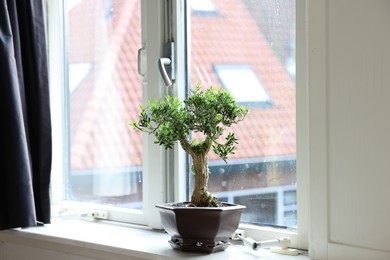 Photo of Beautiful bonsai tree in pot on windowsill indoors