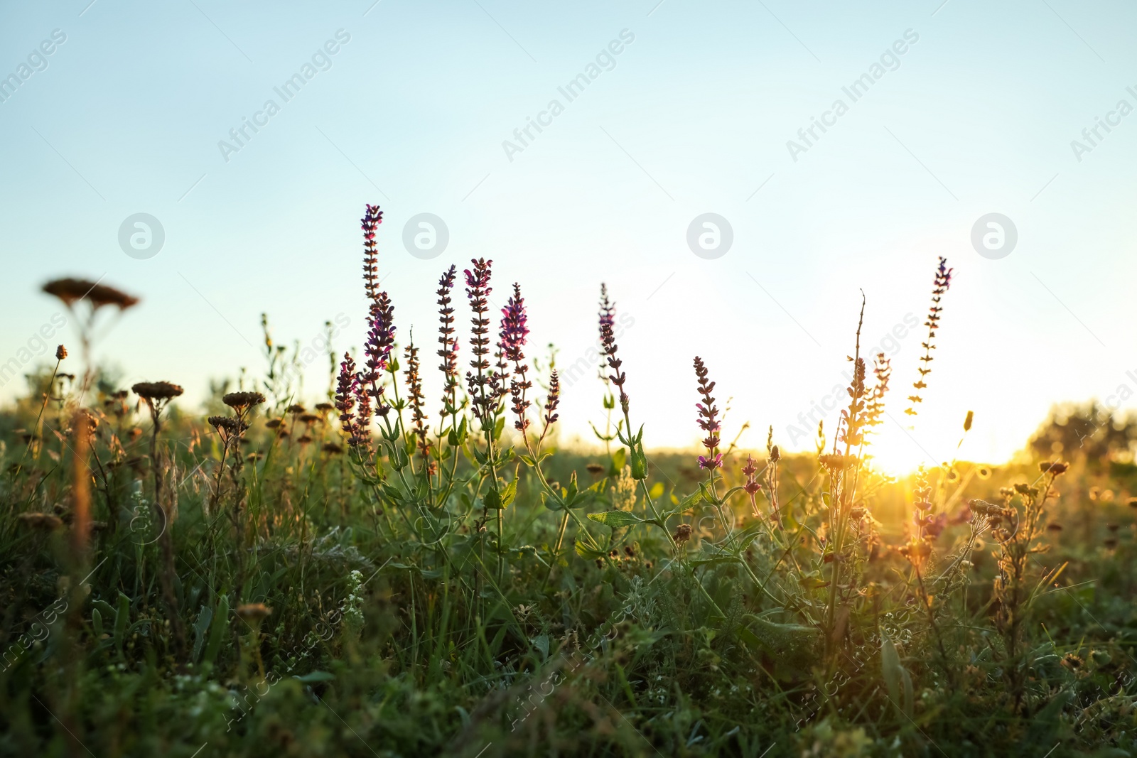 Photo of Beautiful wild flowers in field at sunrise. Early morning landscape