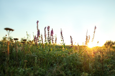 Photo of Beautiful wild flowers in field at sunrise. Early morning landscape